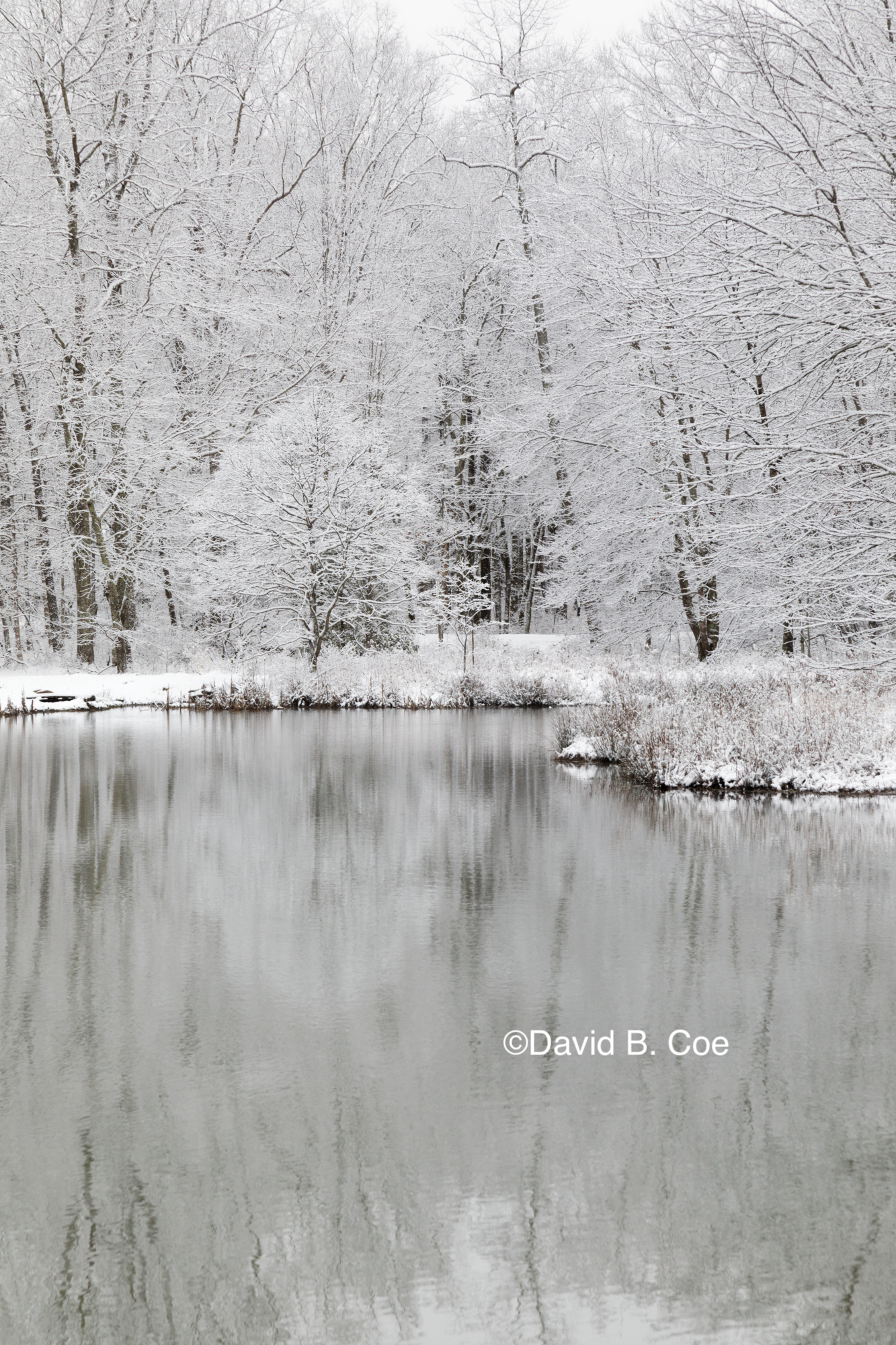 Pond in Snow I, by David B. Coe