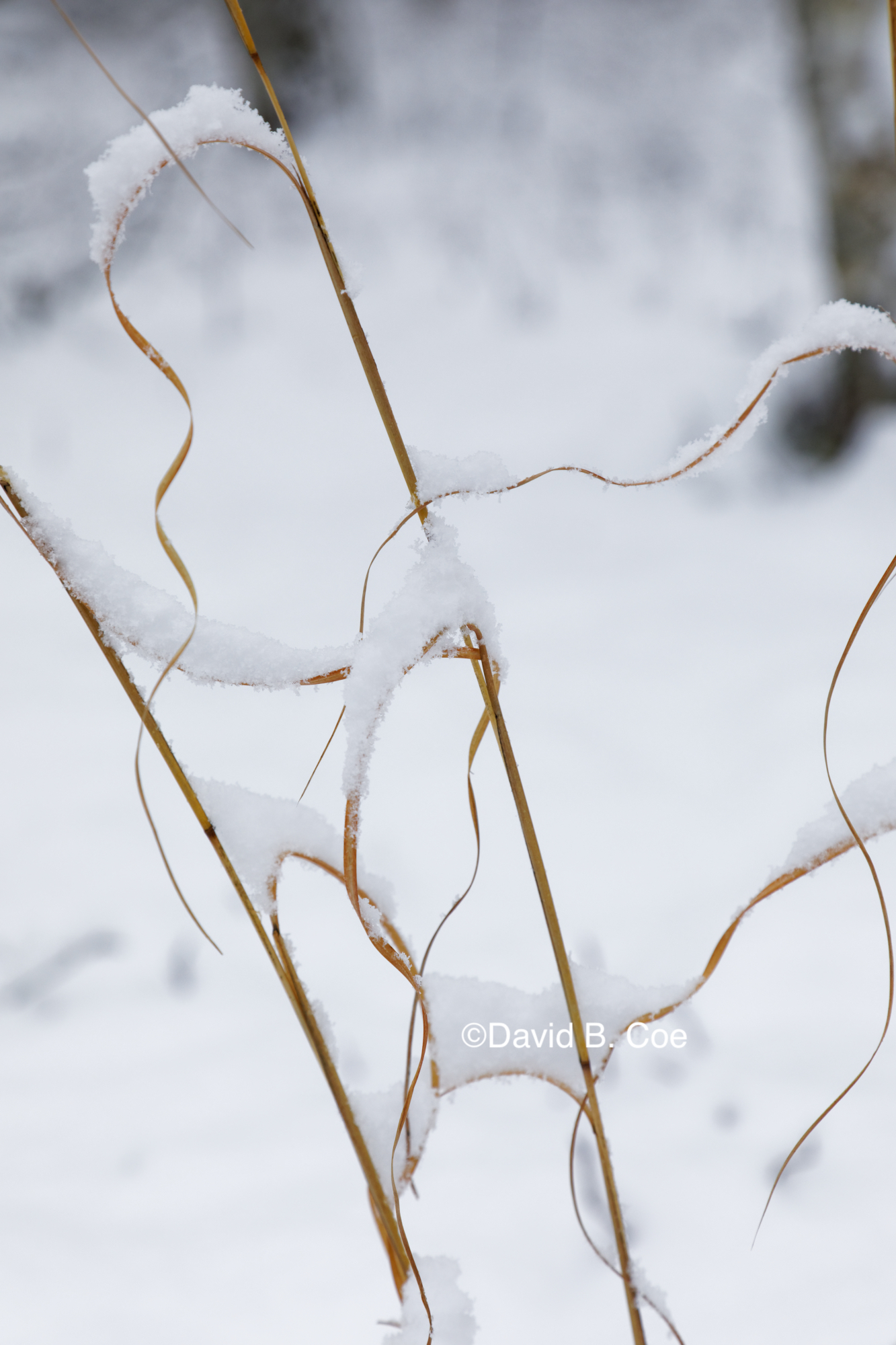 Grass and Snow, by David B. Coe