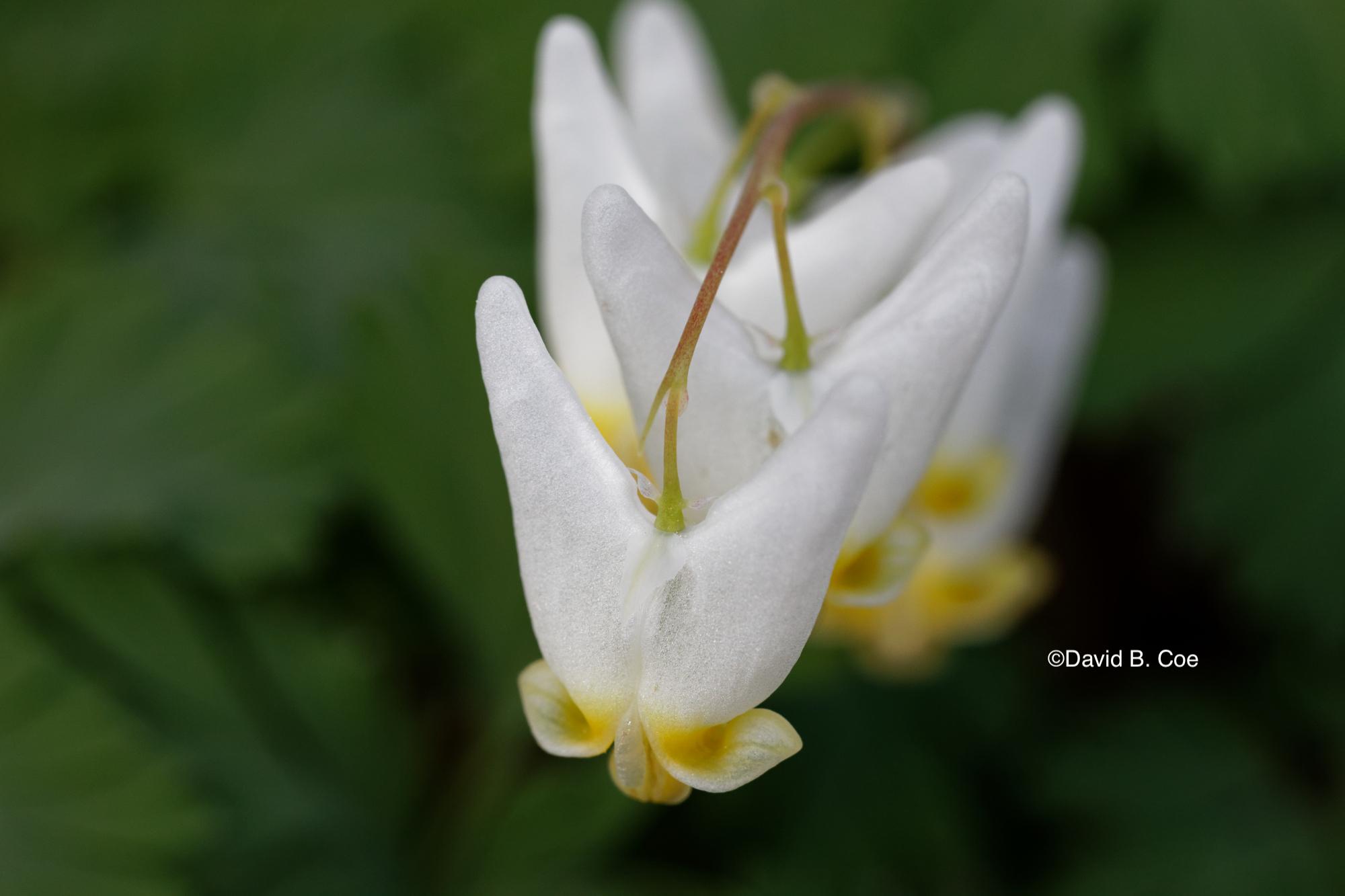 Dutchman's Breeches I, by David B. Coe