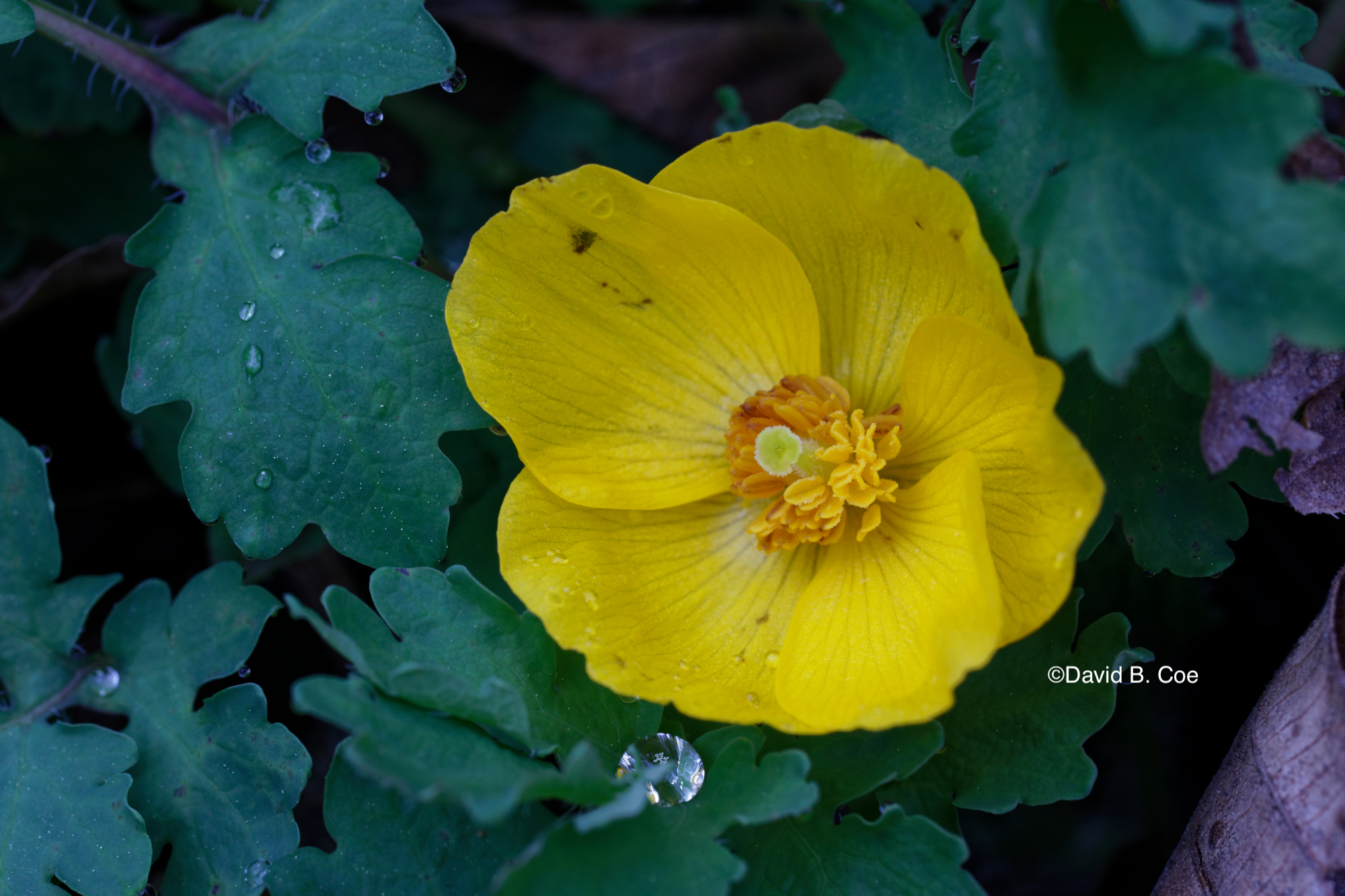 Celandine Poppy After Rain, by David B. Coe