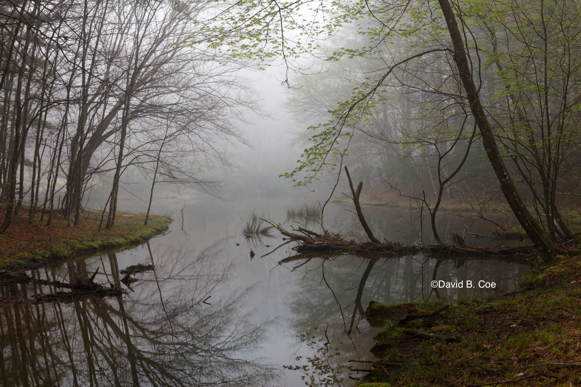 Spring Fog, Jackson Lake, by David B. Coe