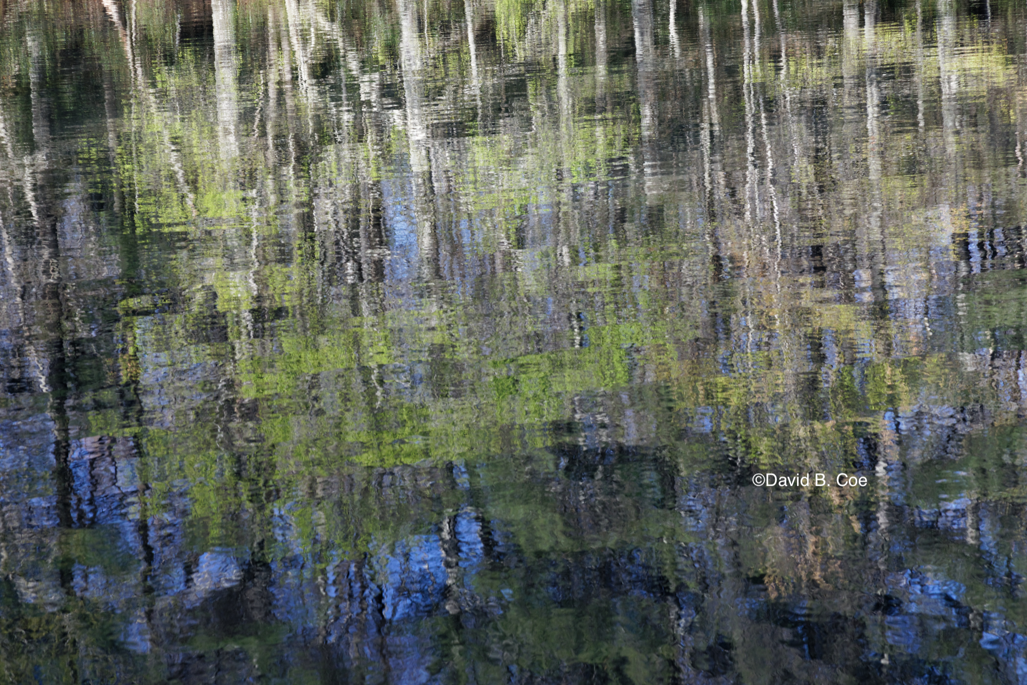Lake Reflections, Spring, by David B. Coe