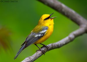 Blue-winged Warbler, photograph by Chad Smith ©. Used with permission of the artist.