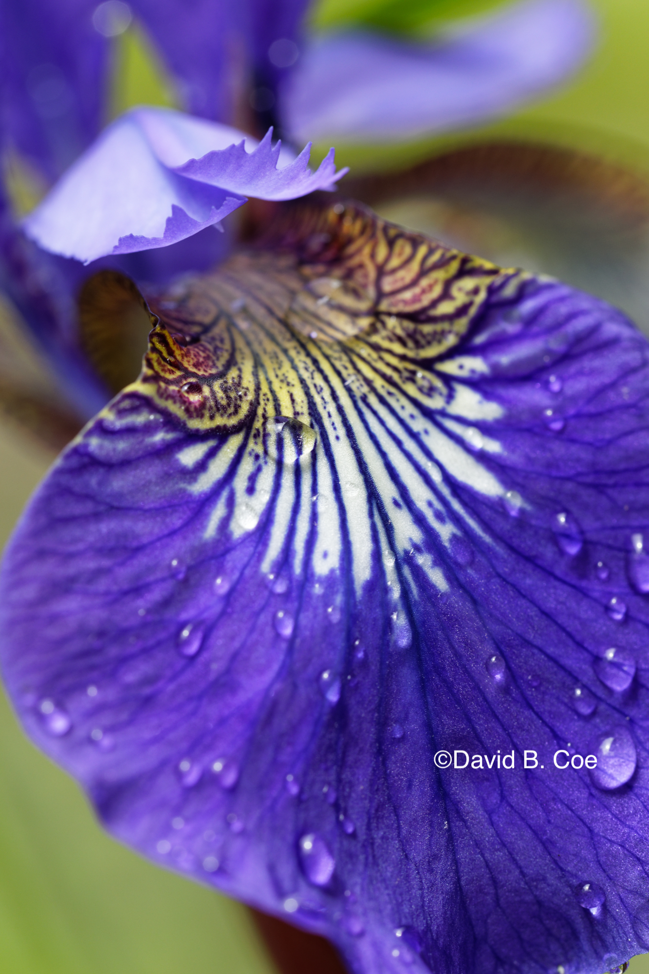 Japanese Iris III, by David B. Co