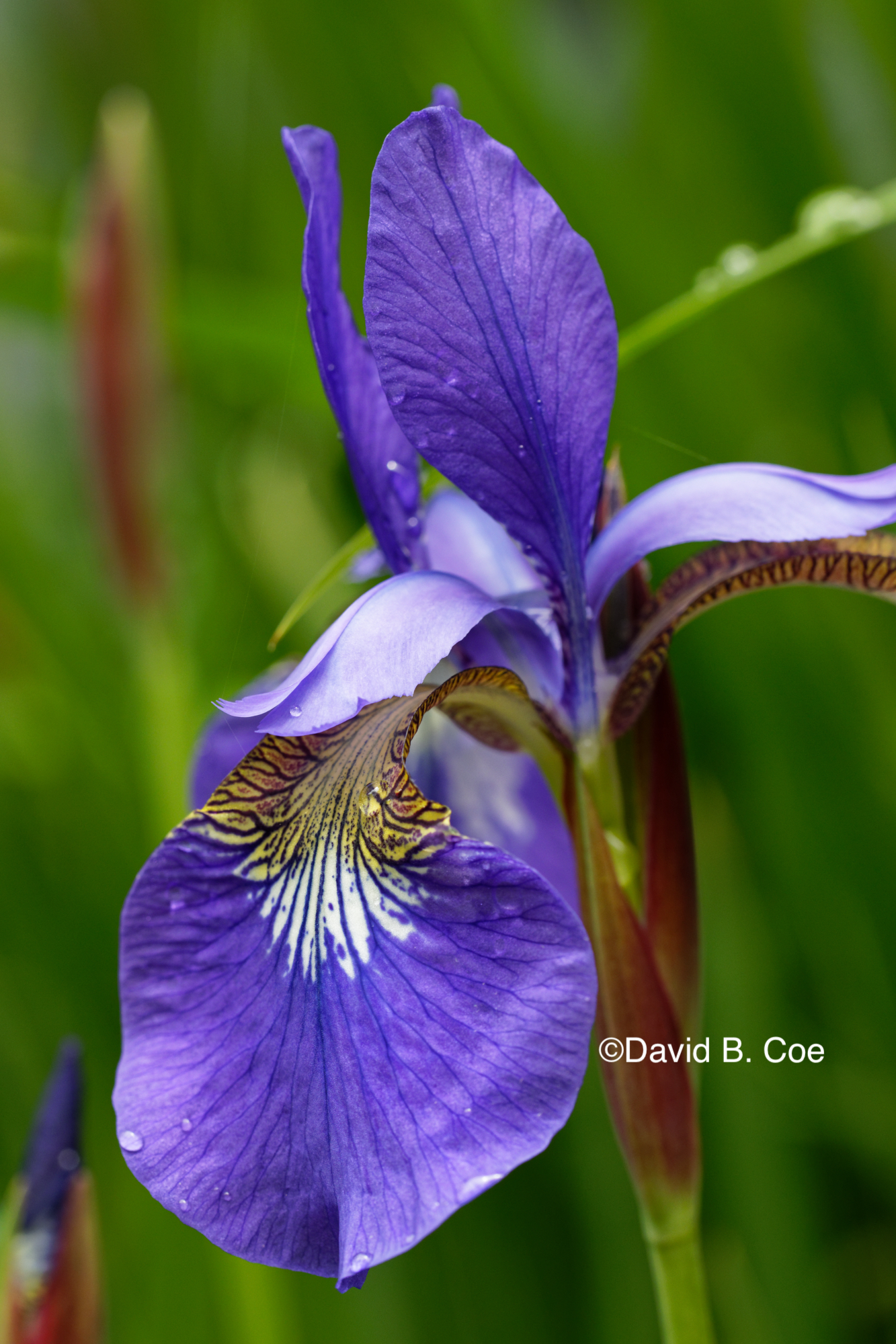 Japanese Iris II, by David B. Co