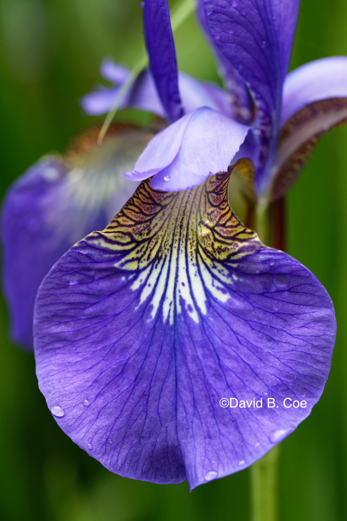 Japanese Iris I, by David B. Co