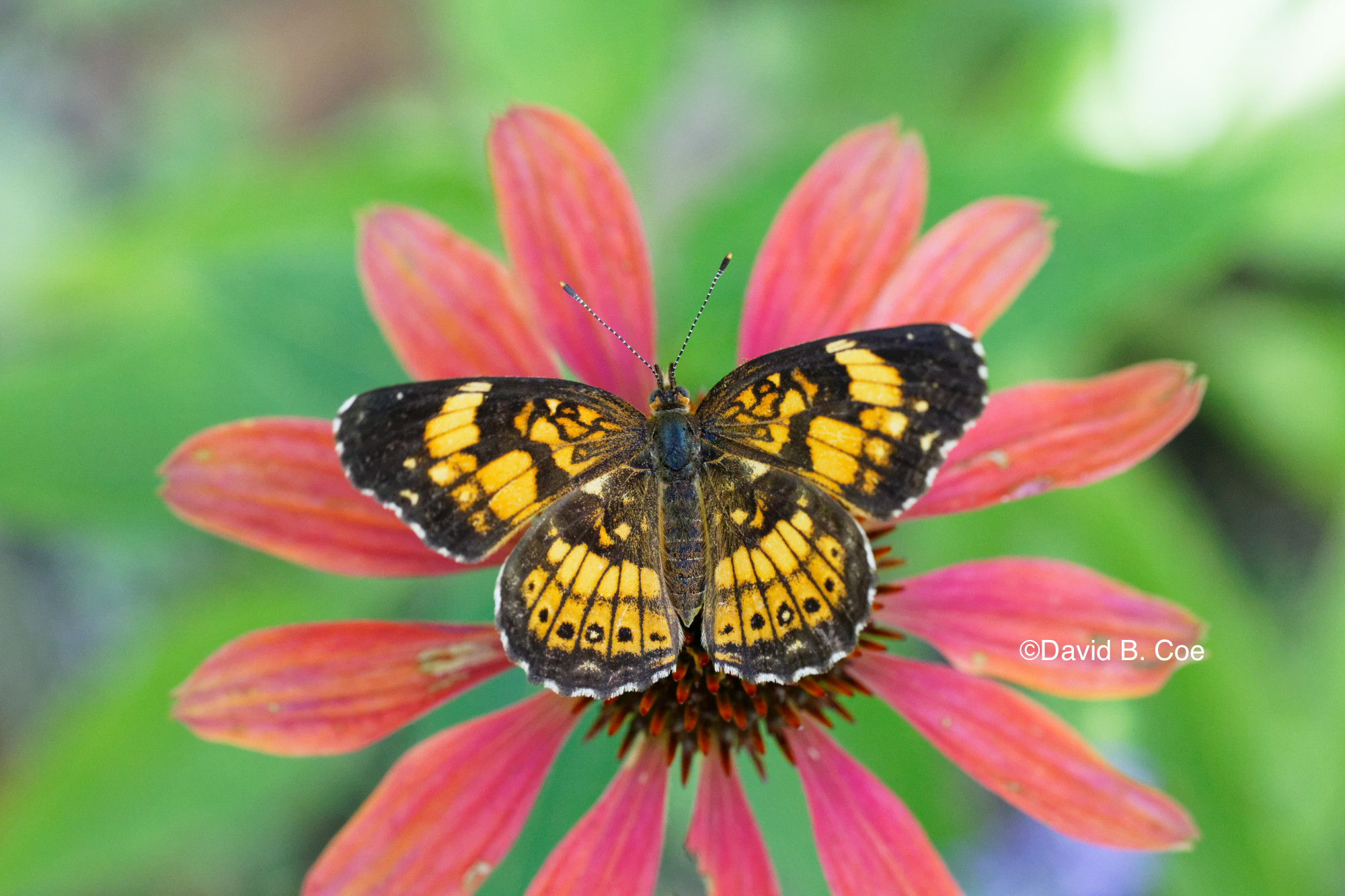 Silvery Checkerspot I, by David B. Coe