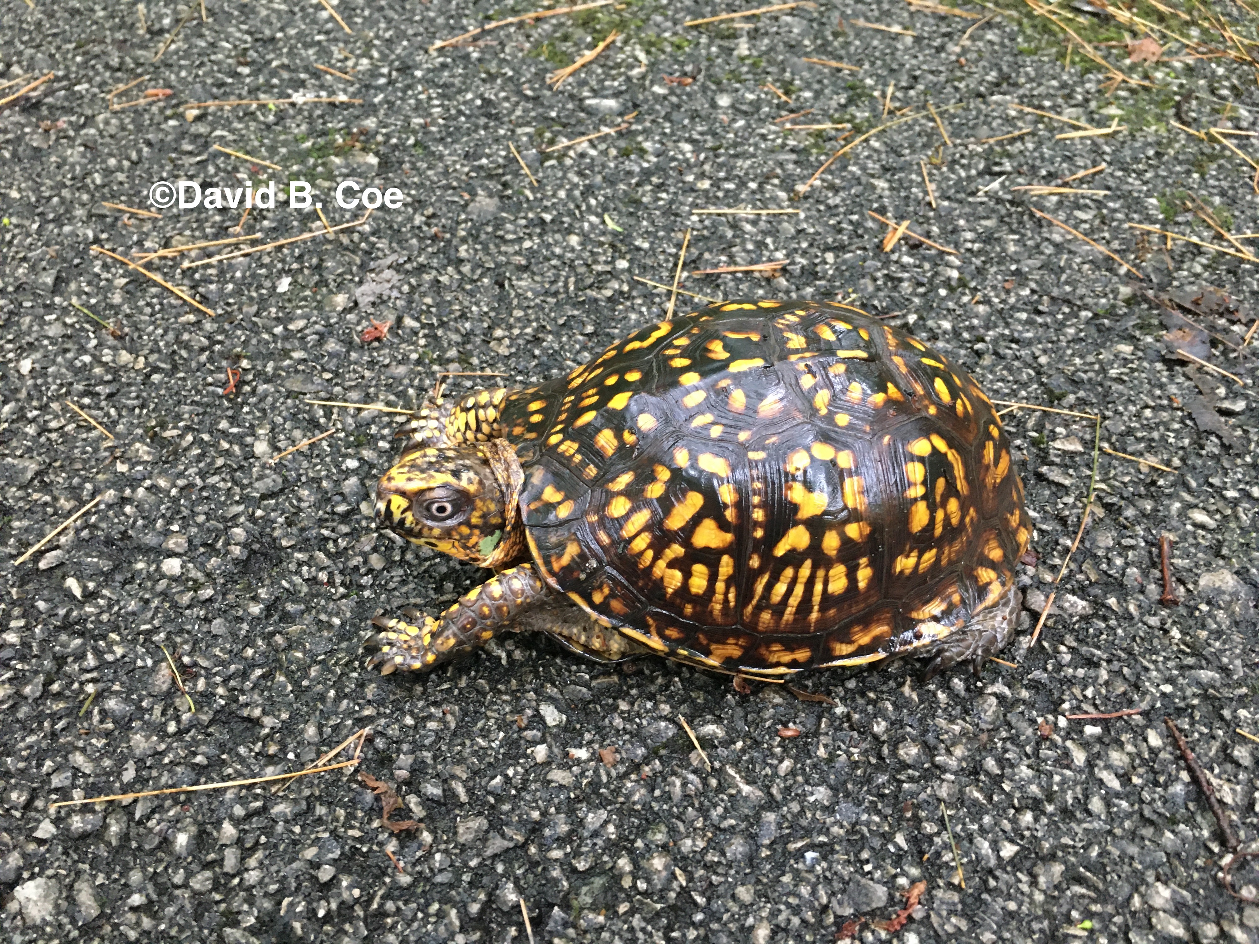 Box Turtle I, by David B. Coe