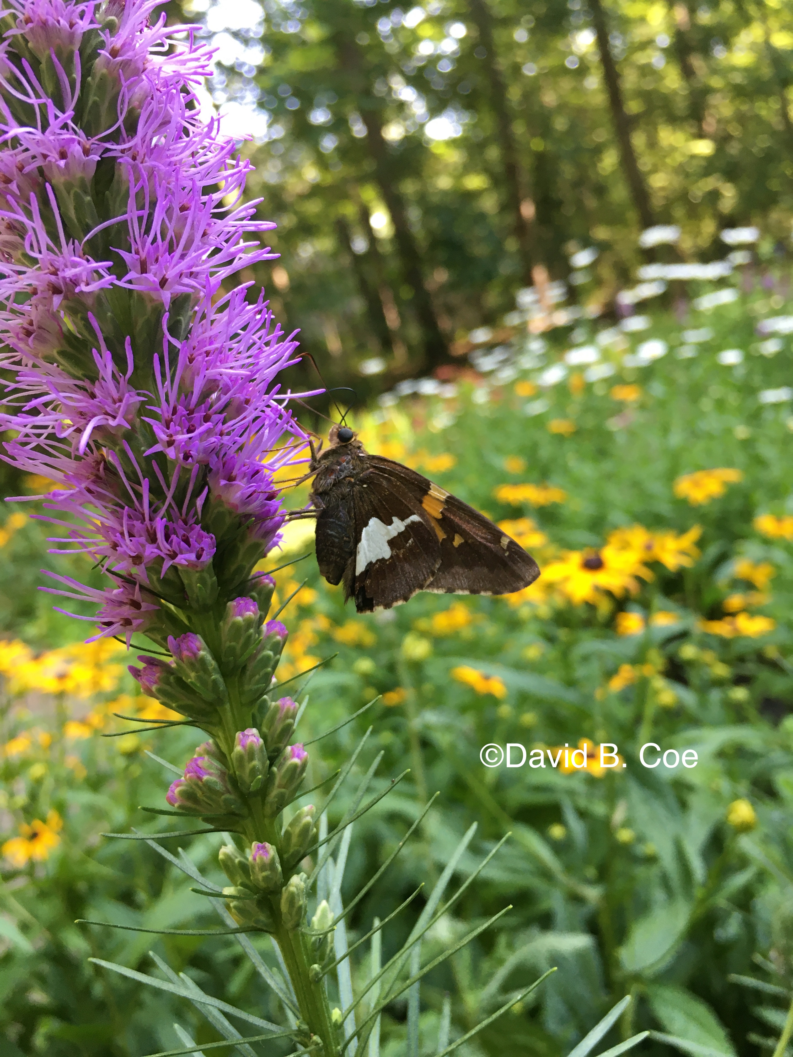 Silver-spotted Skipper on Gayfeather, by David B. Coe