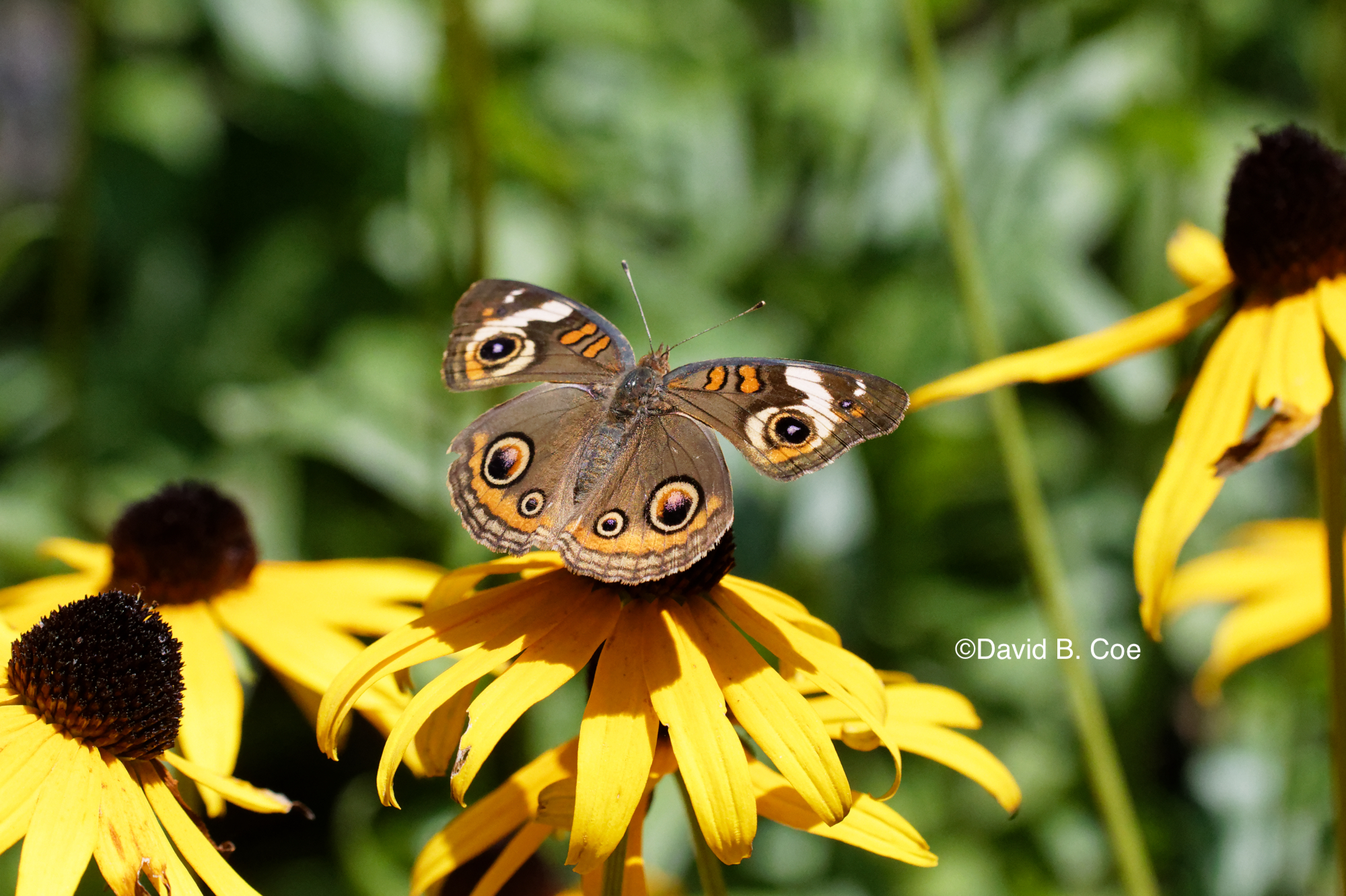 Common Buckeye, by David B. Coe