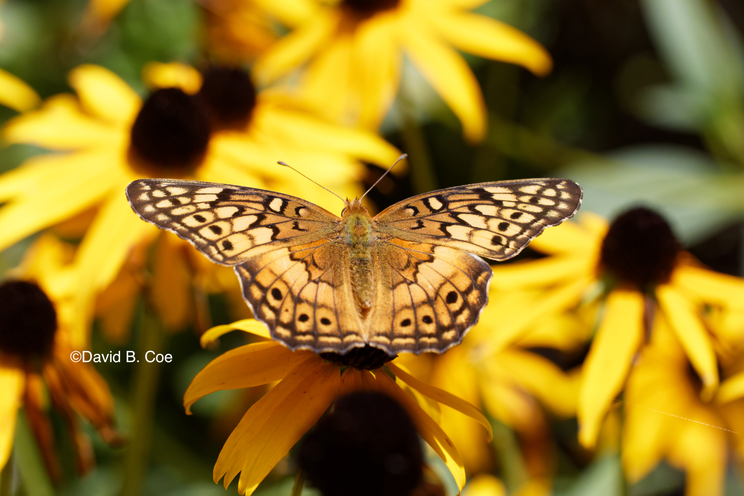 Variegated Fritillary, by David B. Coe