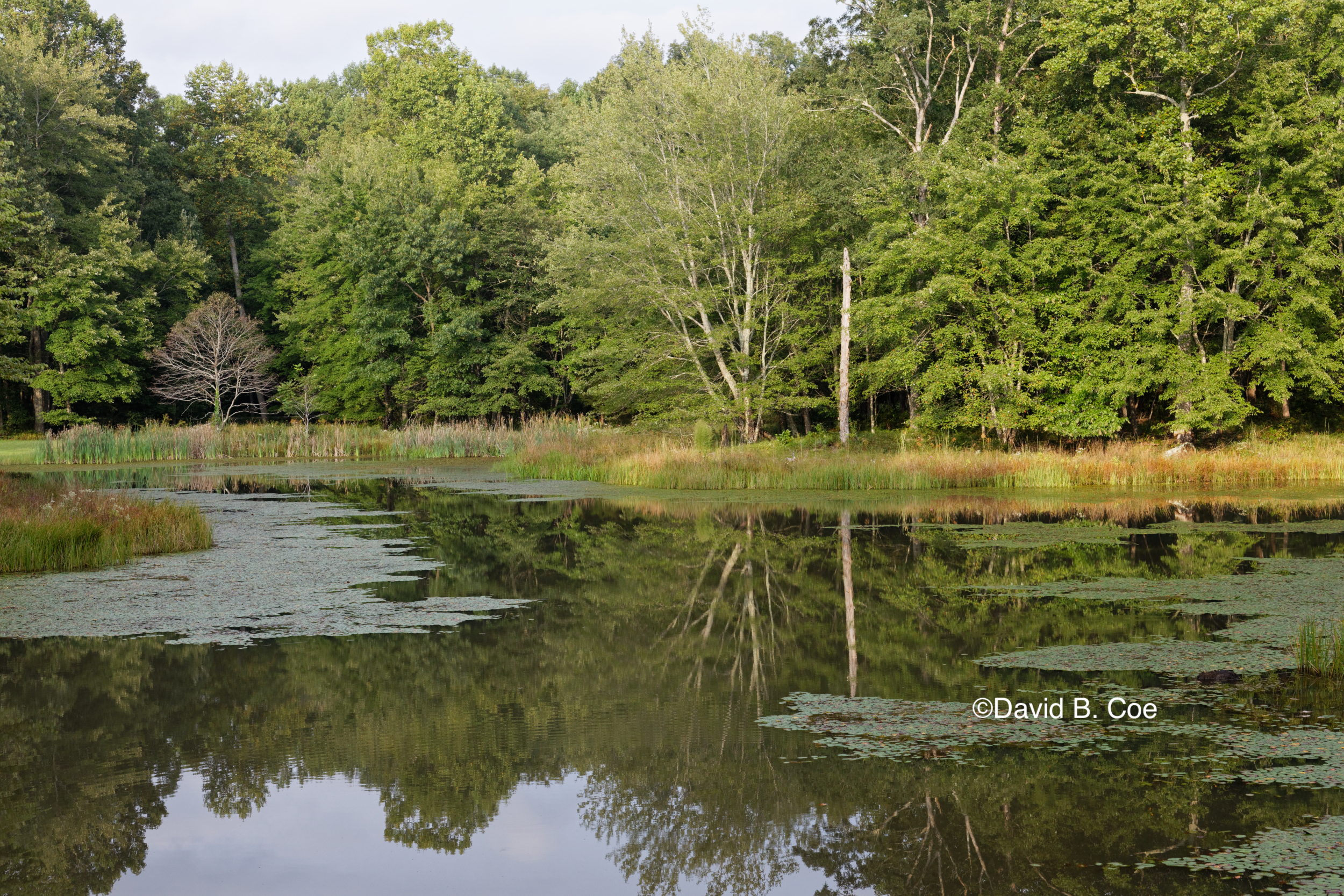 Pond Reflections, by David B. Coe