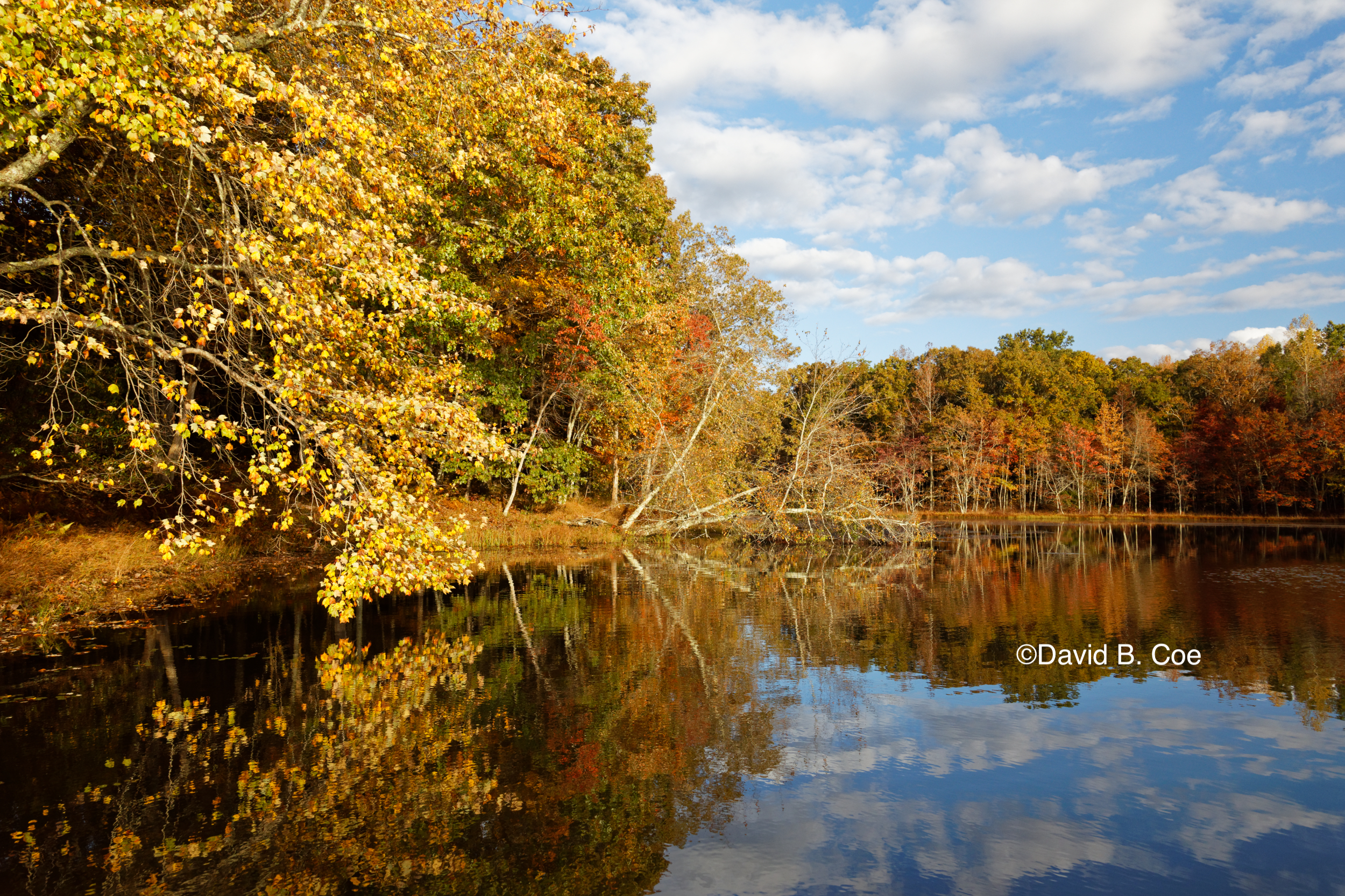 Foliage Reflections, Lake Dimmick, by David B. Coe