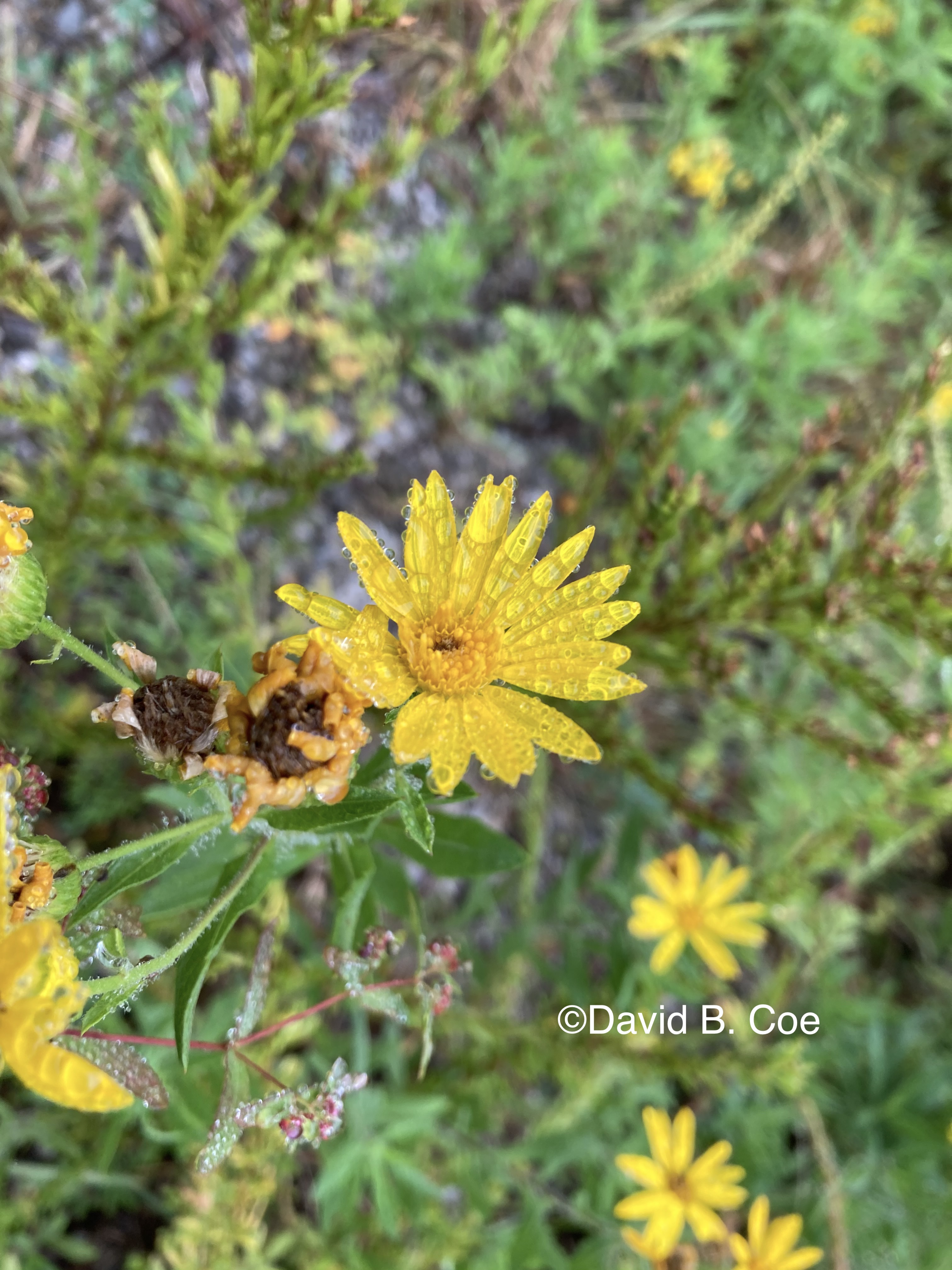 Fall Aster and Dew, by David B. Coe 