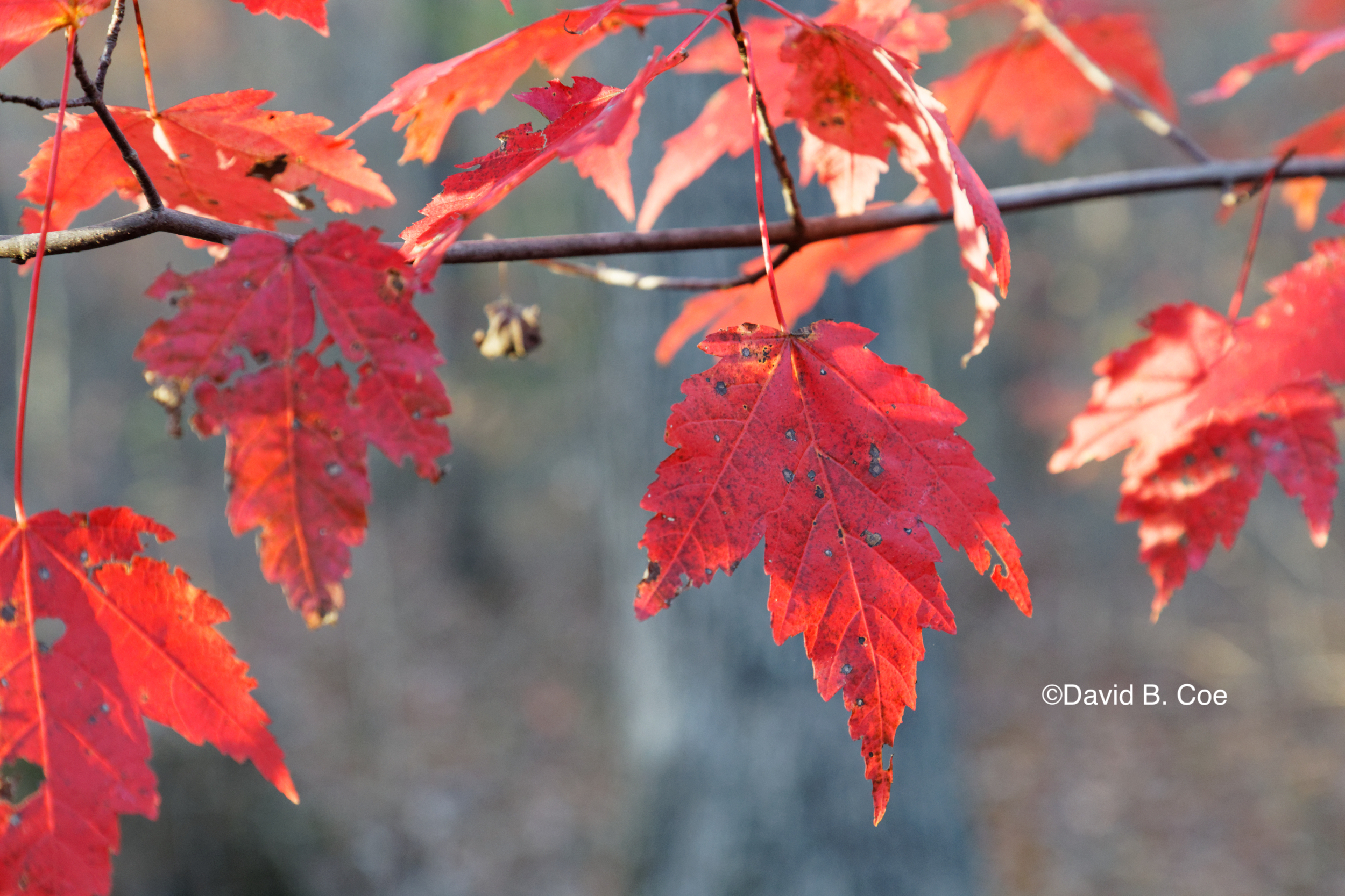 Red Maple, Fall, by David B. Coe