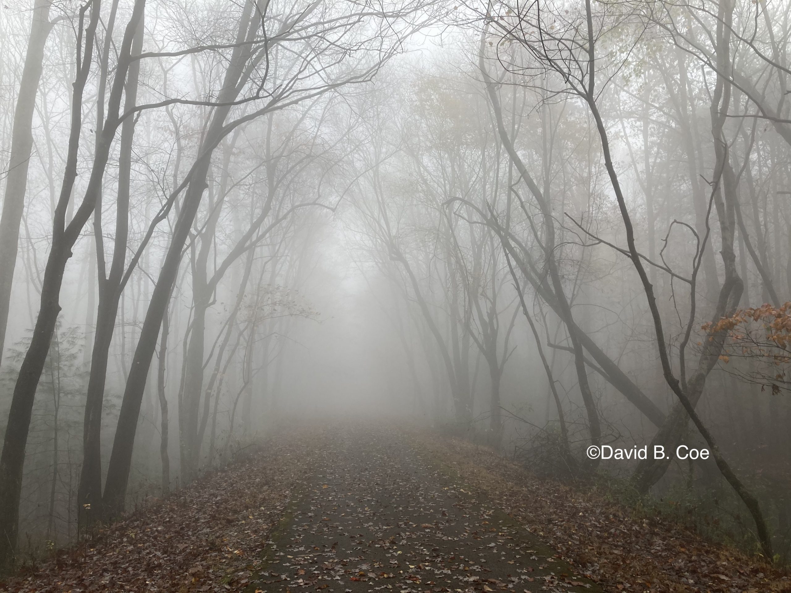 Foggy Path, by David B. Coe
