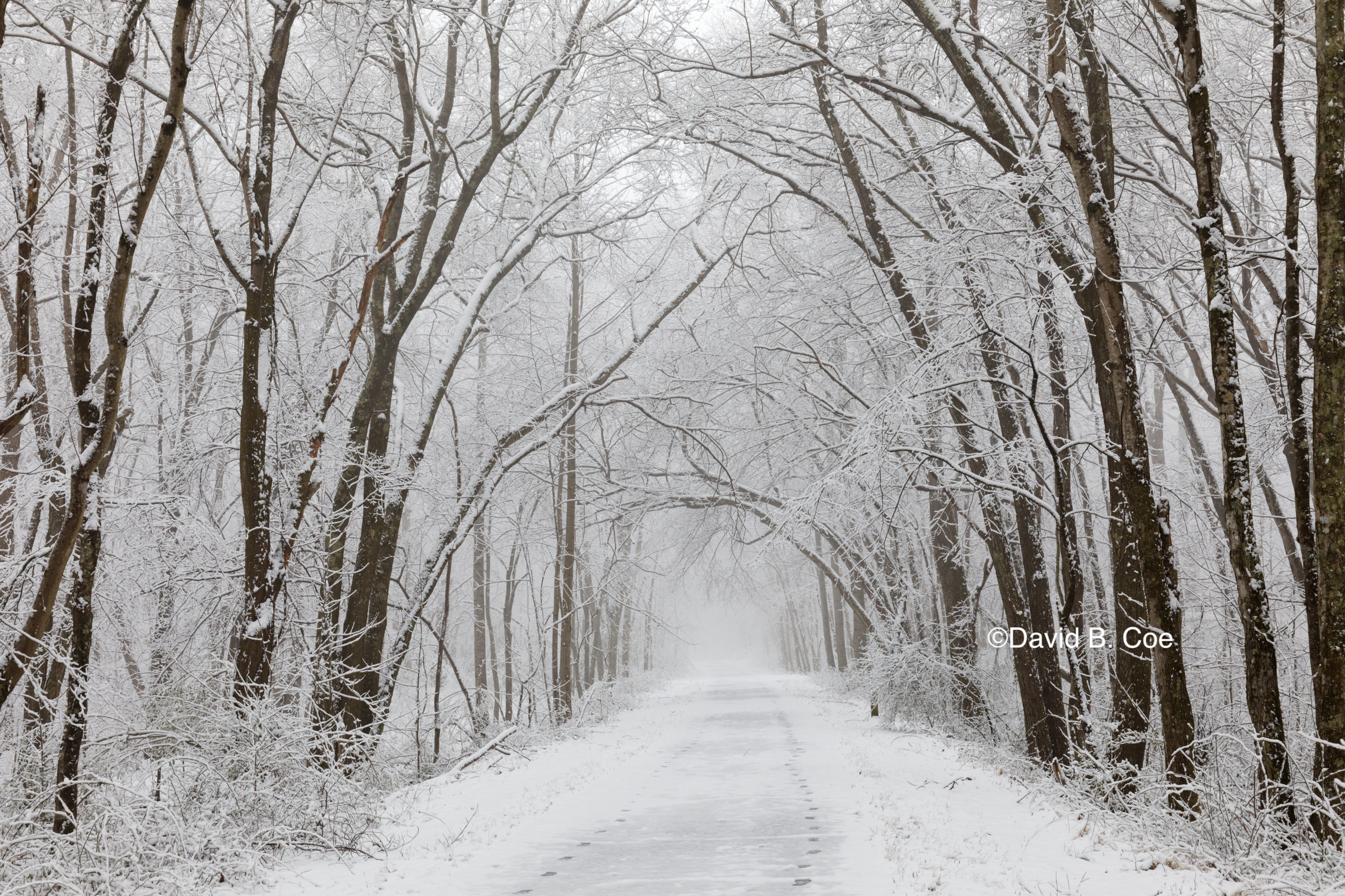 Trail Snowfall I, by David B. Coe