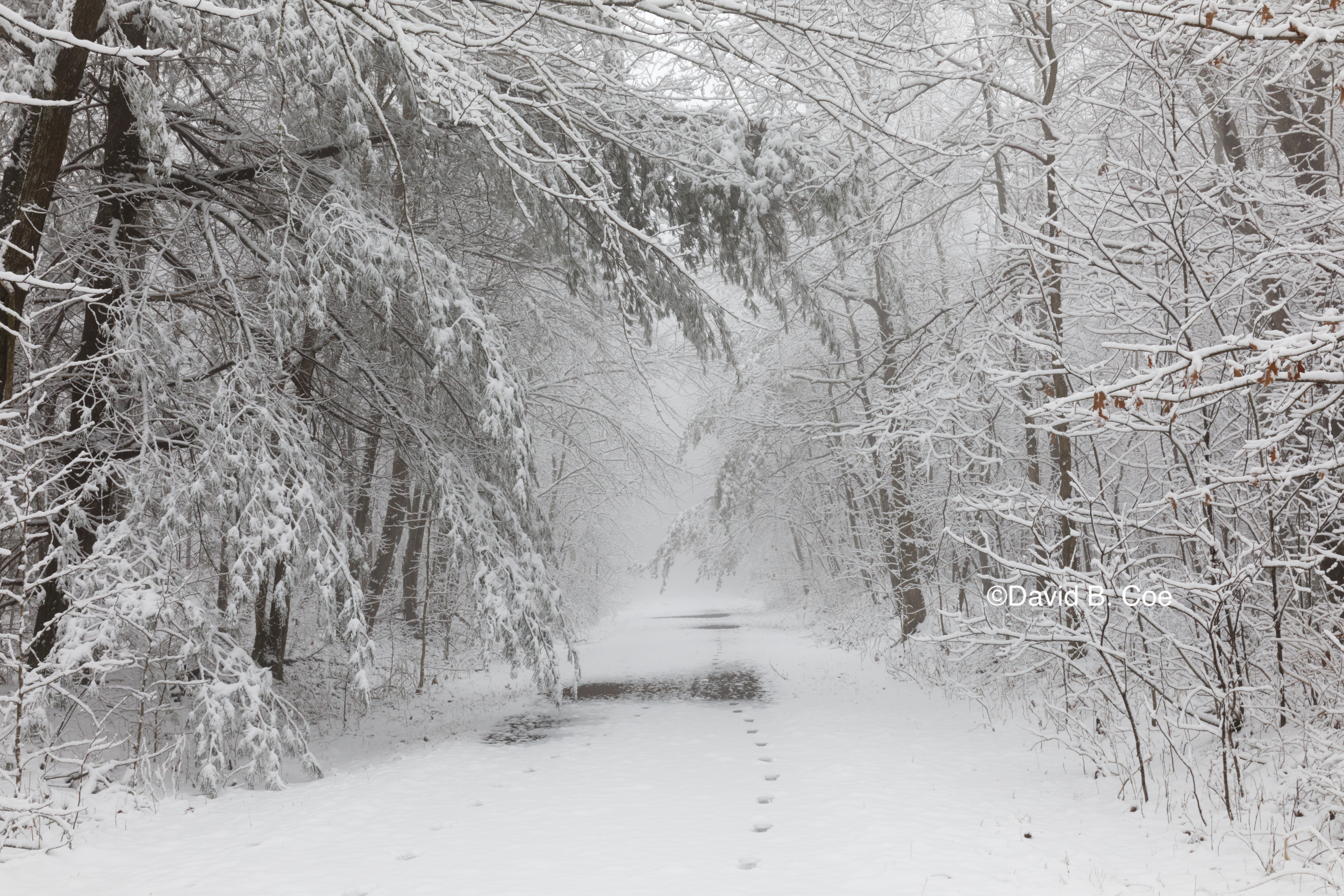 Trail Snowfall II, by David B. Coe