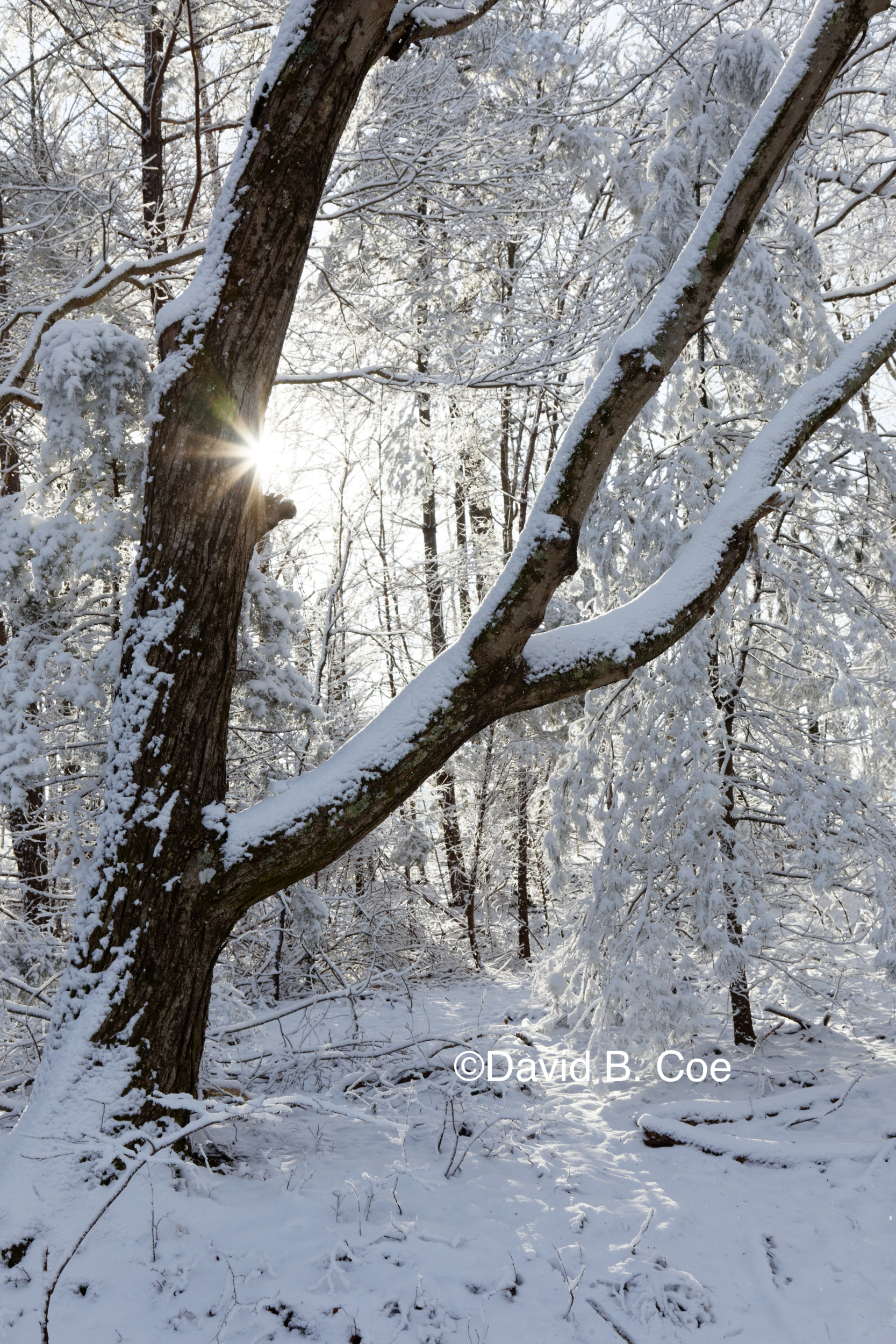 Snow and Morning Sun, by David B. Coe