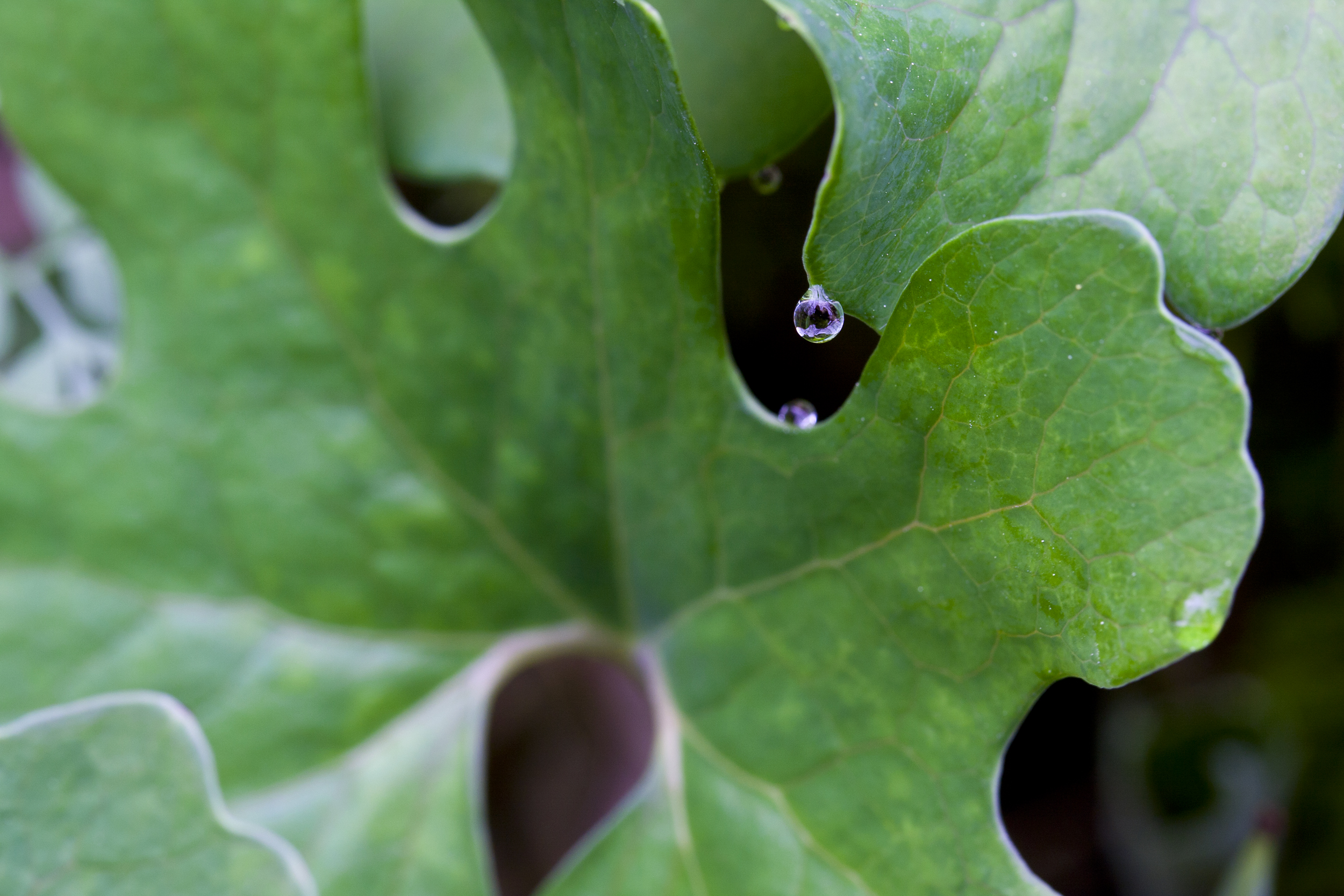 Bloodroot and Dew Drop, by David B. Coe