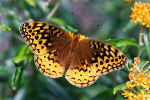 Great Spangled Fritillary, by David B. Coe