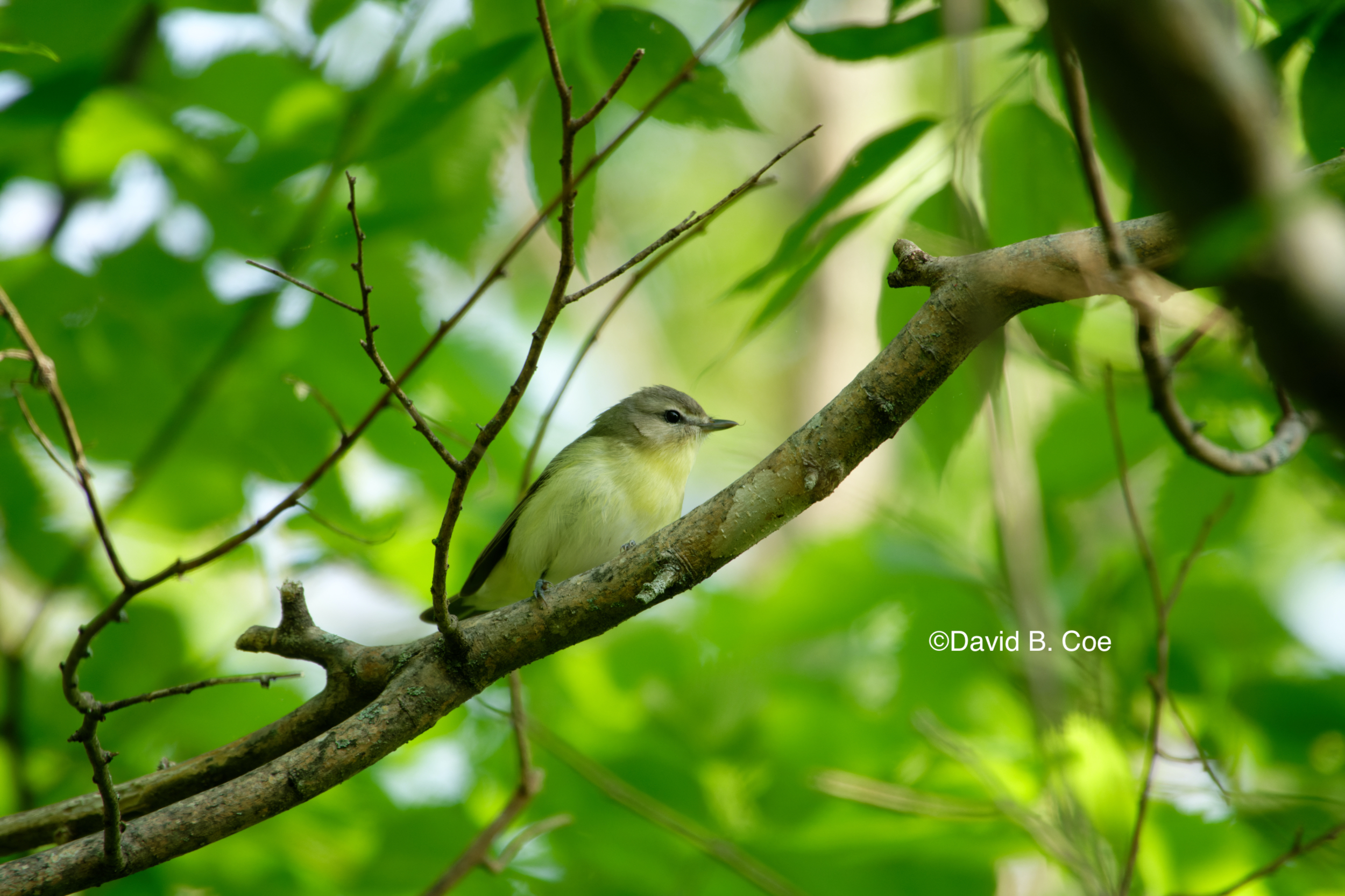 Philadelphia Vireo, by David B. Coe