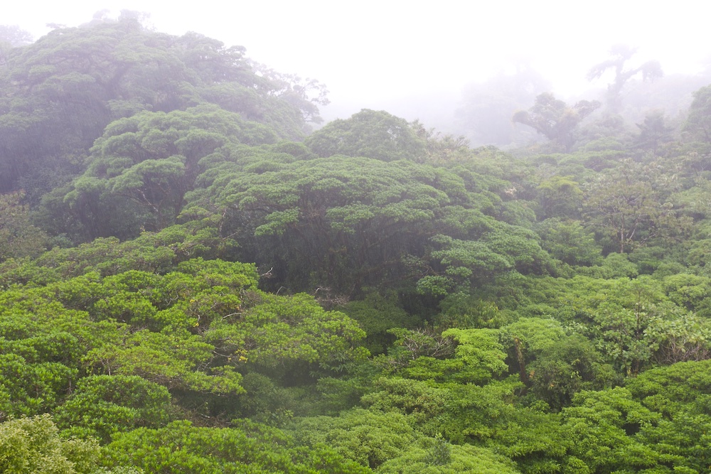 Costa Rica Rainforest